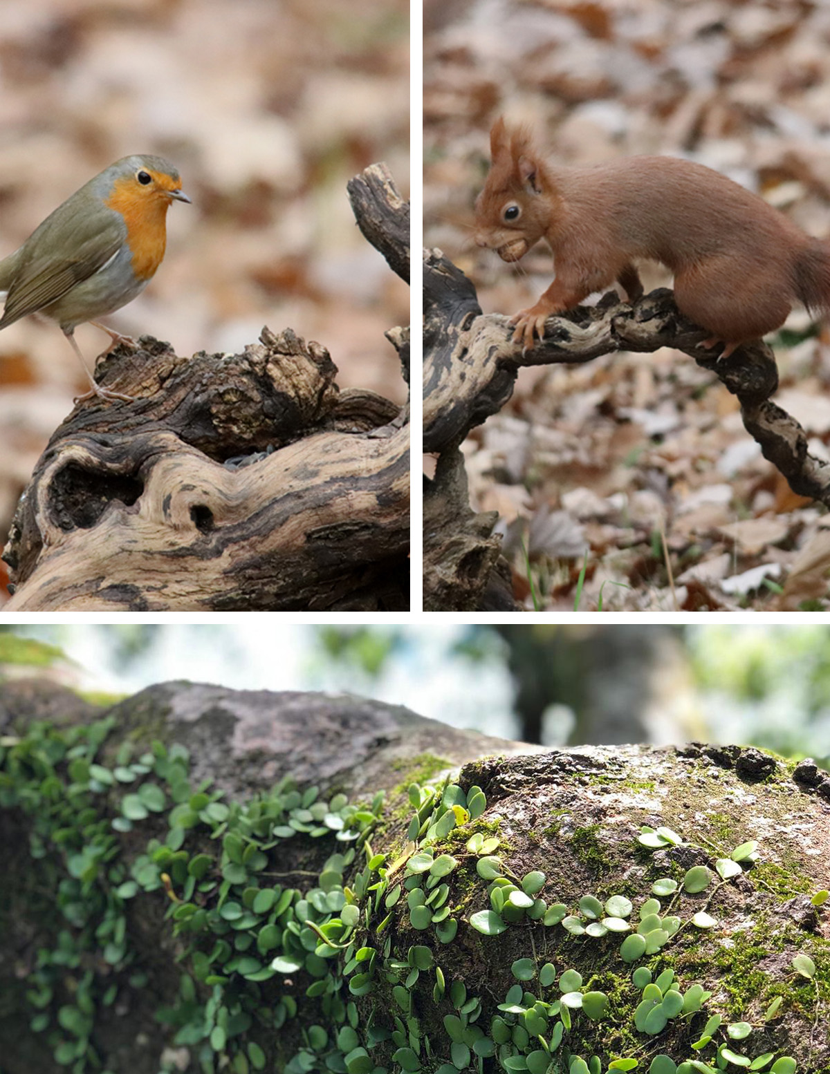 bird, nature, squirrel, bark tree