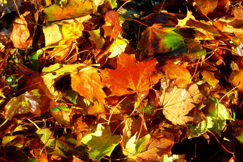 fall leaves