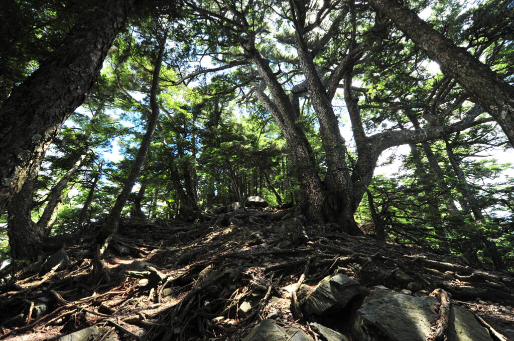 amazing tree, giving tree