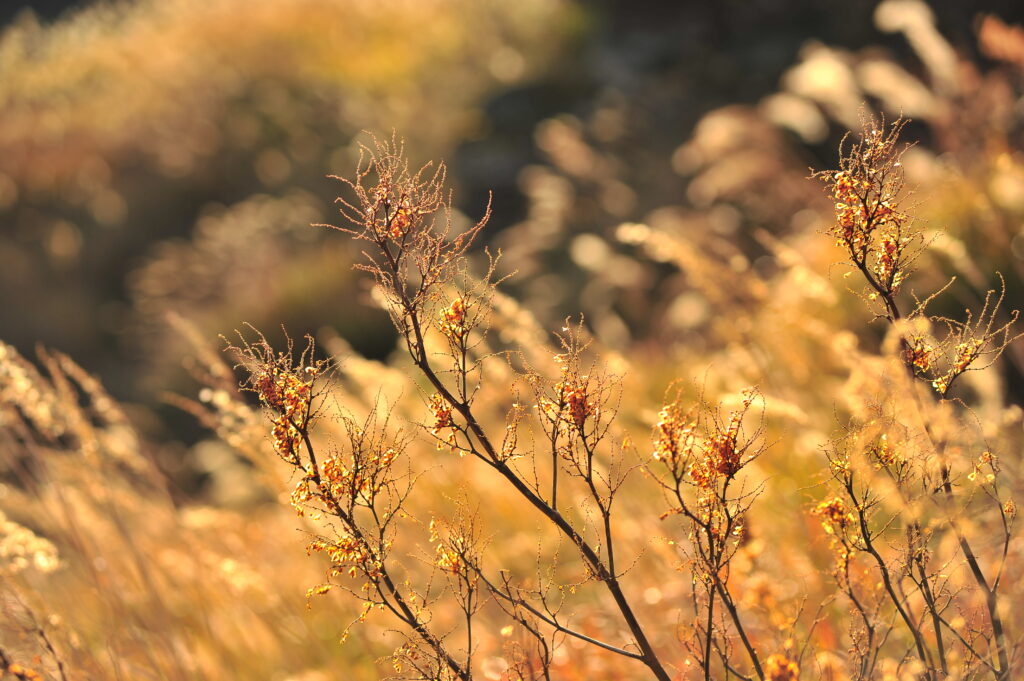 wilted flowers