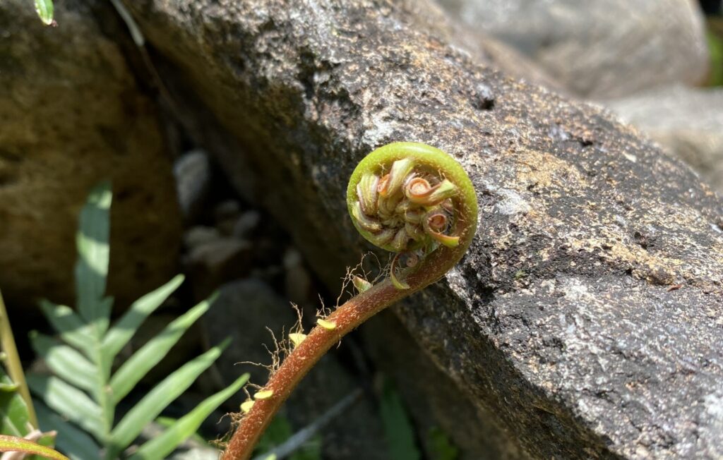 fern