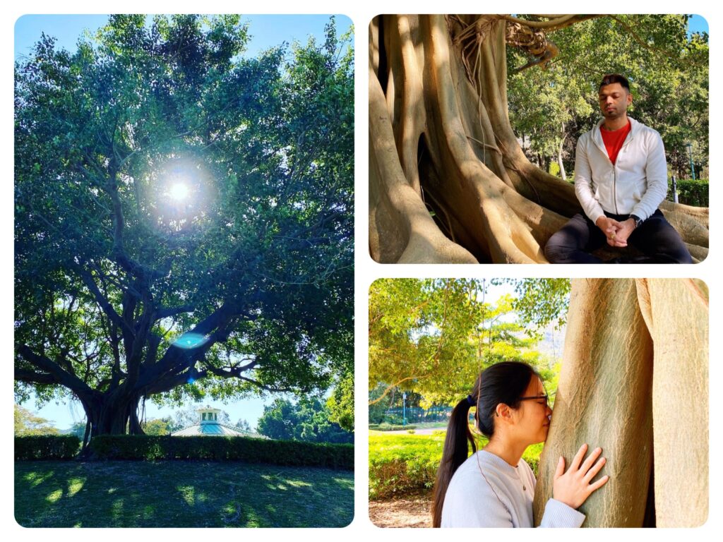 meditation in nature, bodhi tree