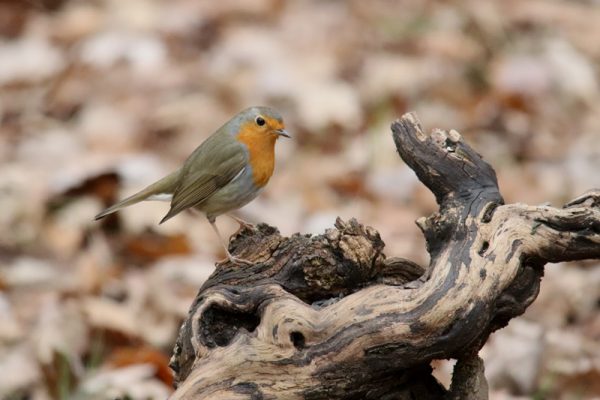 European robin bird